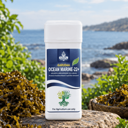 SEEWEED (ASCOPHYLLUM NODOSUM) EXRACT 22%
