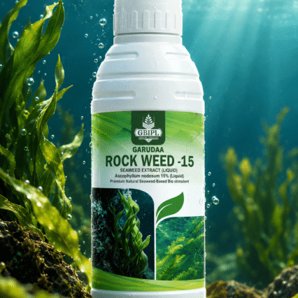 ASCOPHYLLUM NODOSUM 15%