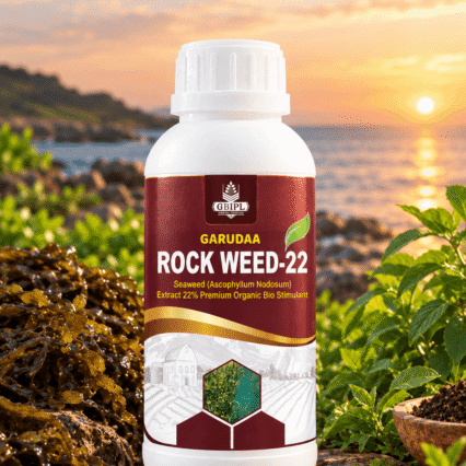 ASCOPHYLLUM NODOSUM 22%